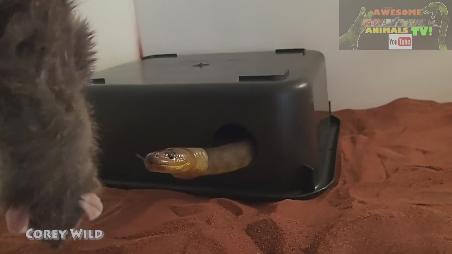 Feeding dangerous king brown and mulga snakes