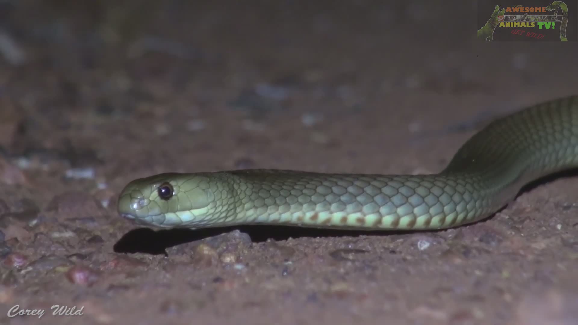 Demonstrating proper brown snake bite first aid