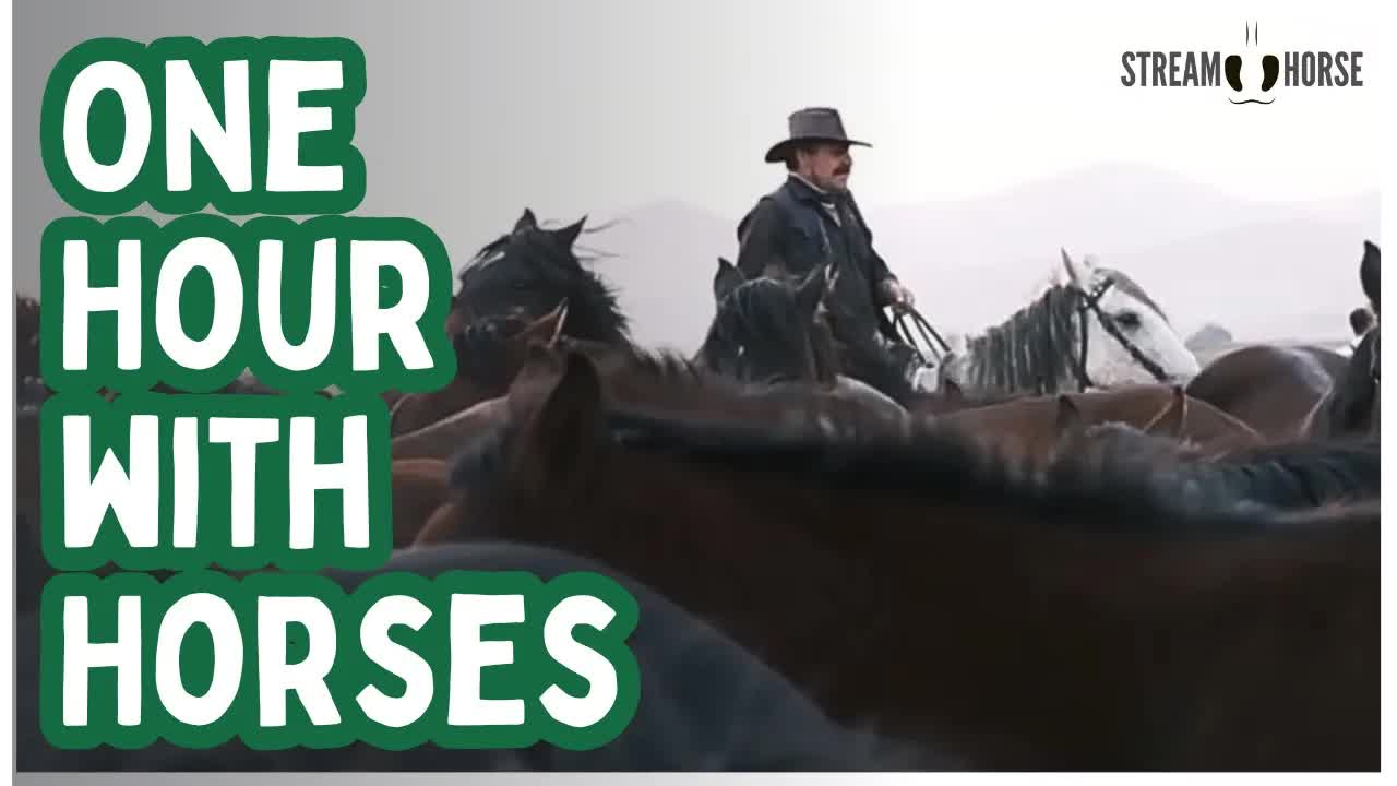 1 Hour of Horses in Nature — Relax, Reset, and Feel Better 🐎❤️
