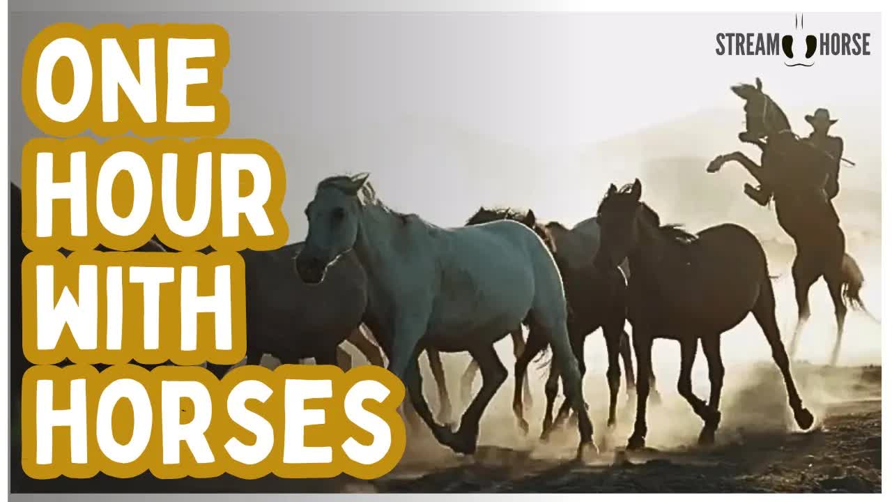 1 Hour of Horses & Nature 🌍🐎 | 60 Minutes of Peaceful Motion, Travel & Calm