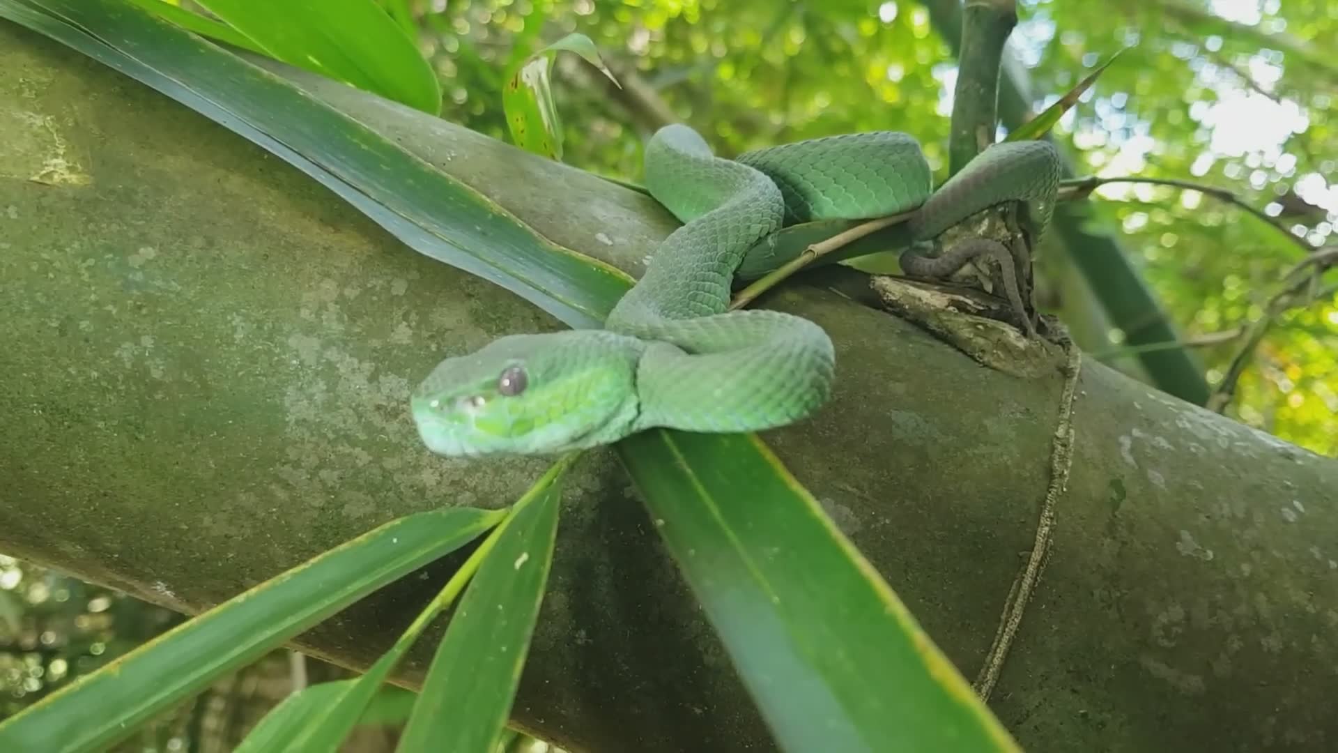 Discovering rare turquoise pit viper in jungle