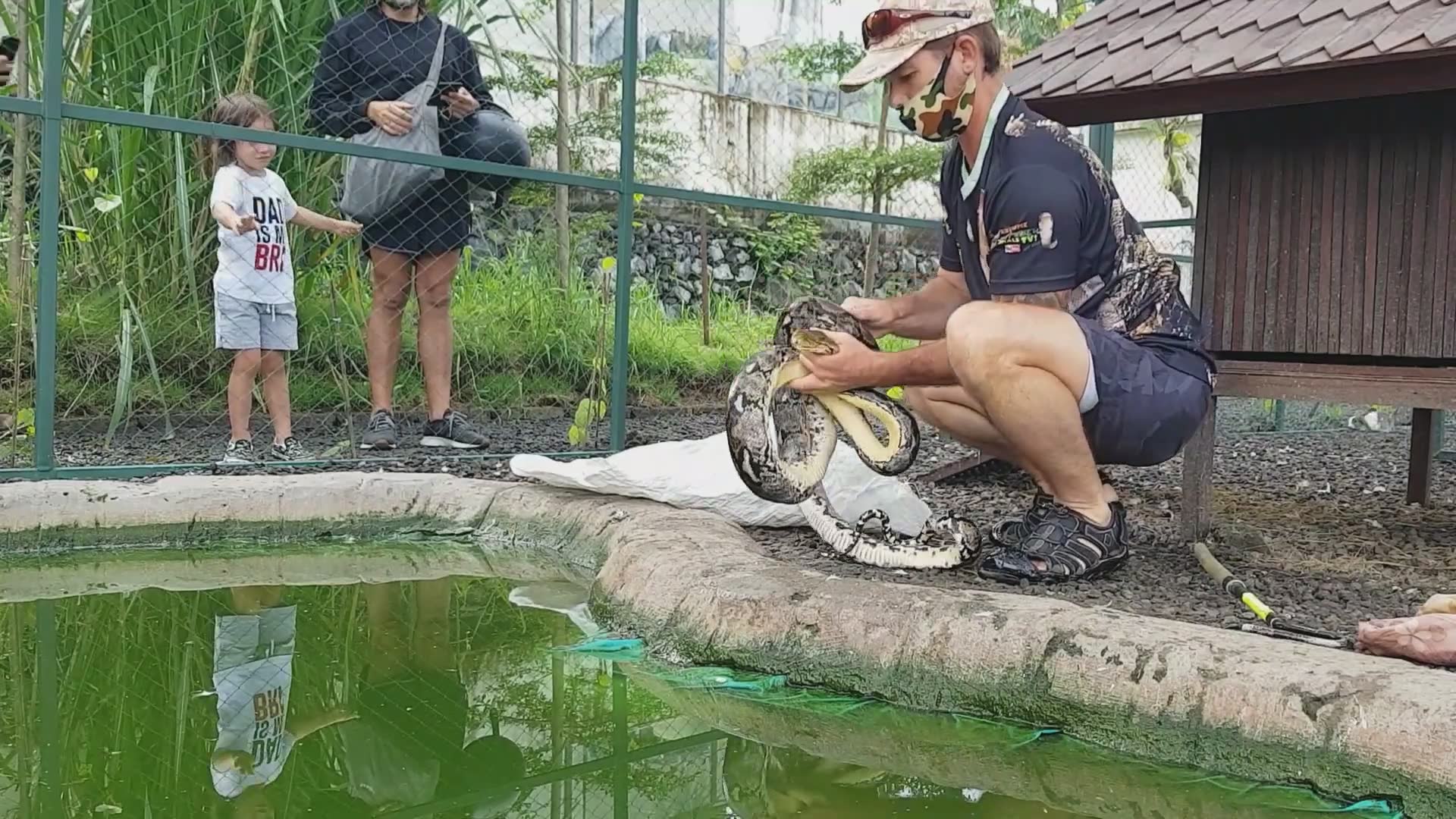 Python attempts to consume domestic duck