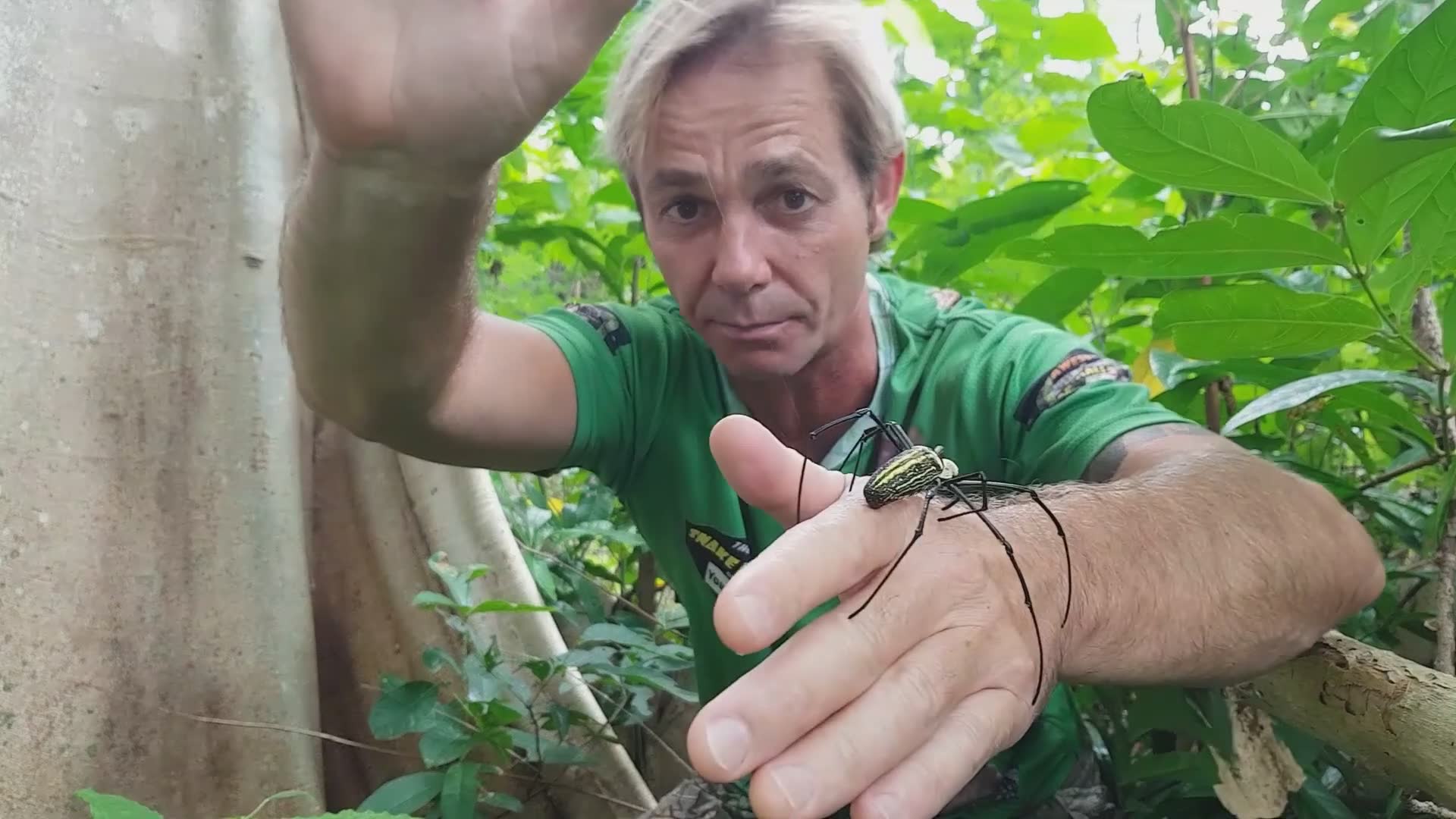 Finding enormous golden orb weaver spiders