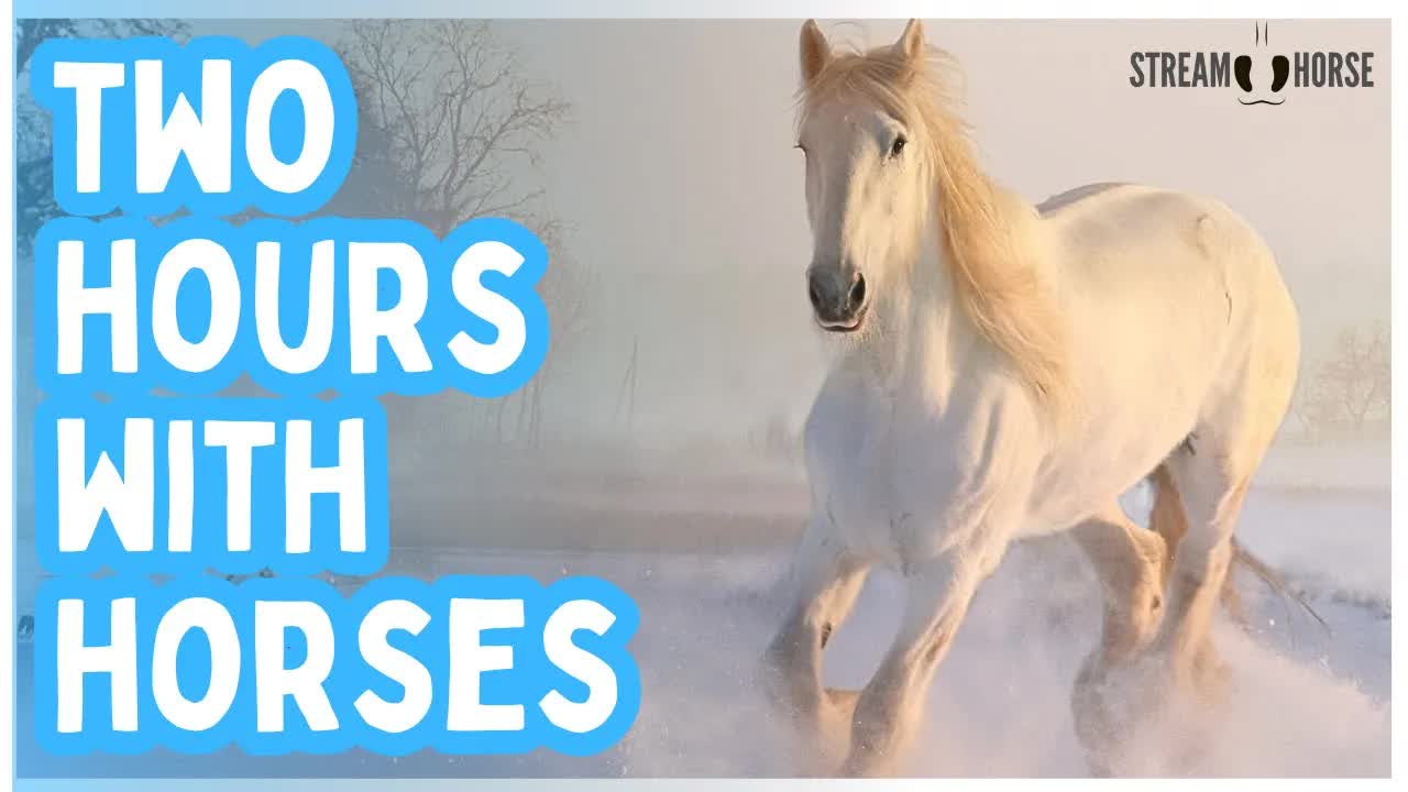 2 Hours of Chill Horses & Nature 🐎😎 Slow, Calm & Easy Watching
