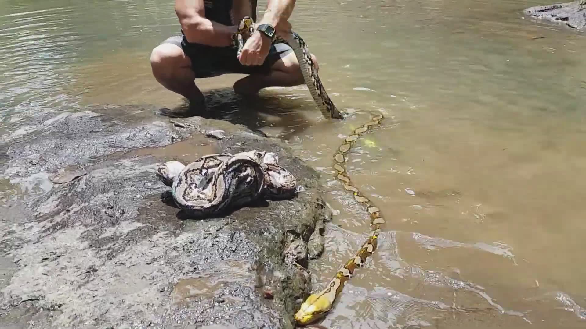 Constrictor delivers powerful bite during handling