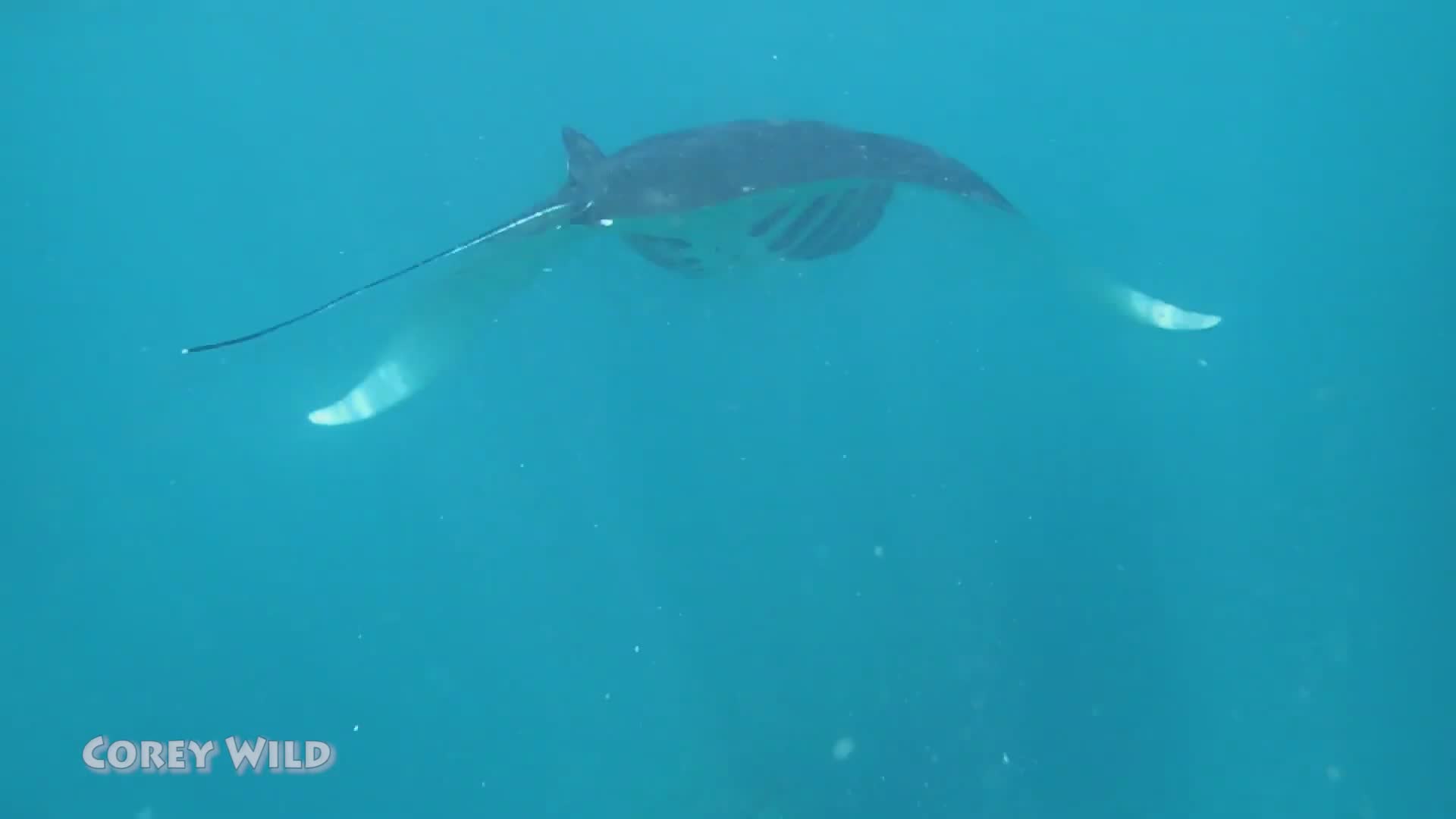 Free diving with majestic manta rays
