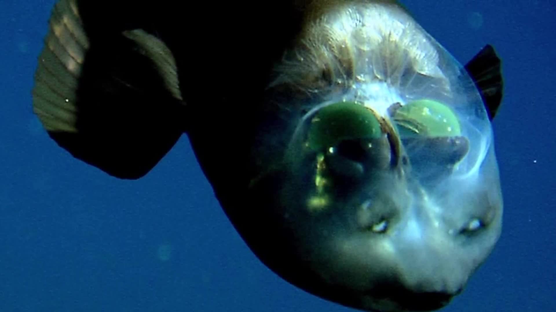Creepiest deep sea creatures you've never heard of