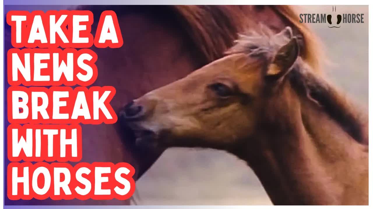 10 Minutes Away From the News 😌🐎🌿 Horses, Nature & a Mental Reset