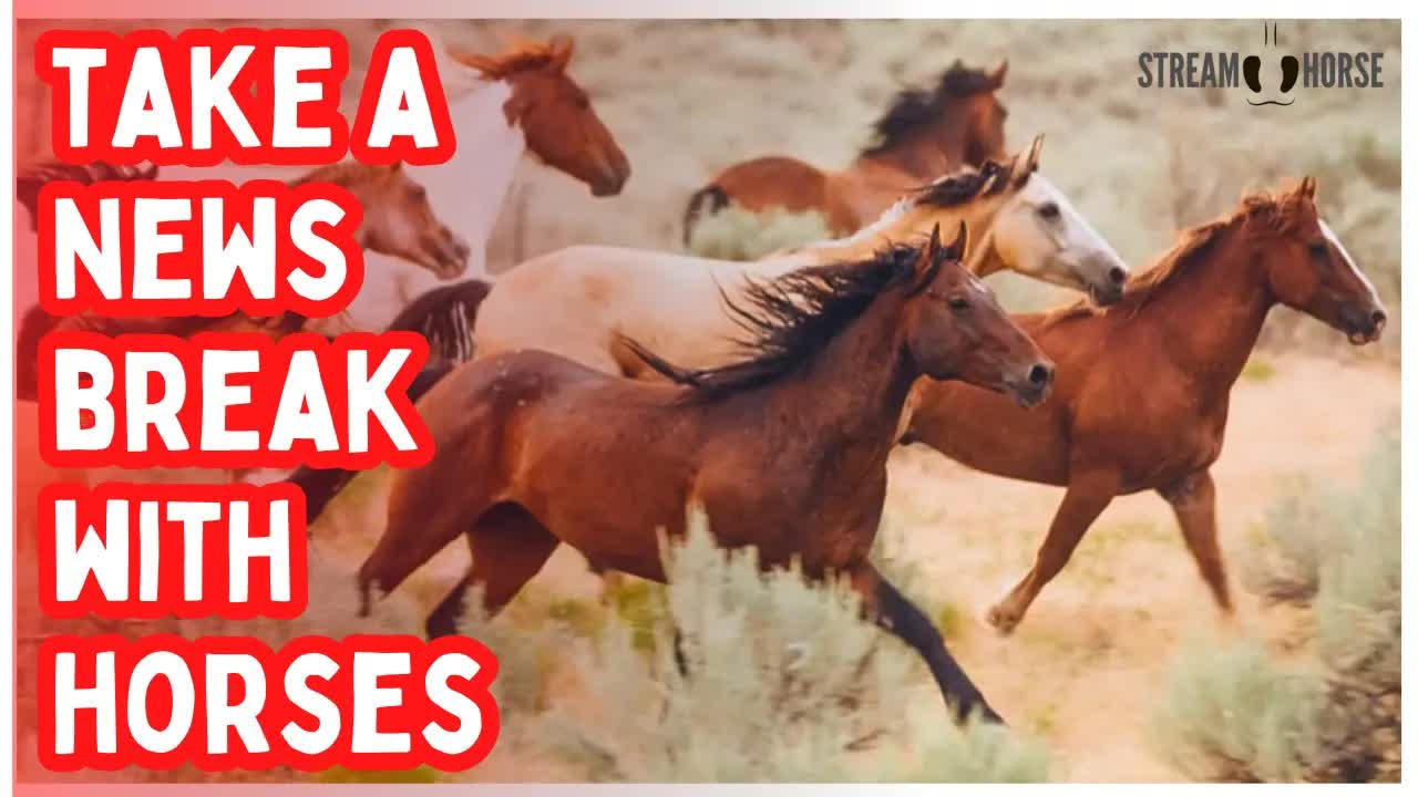 10 Minutes of Horses to Escape the News 🐎📰❌
