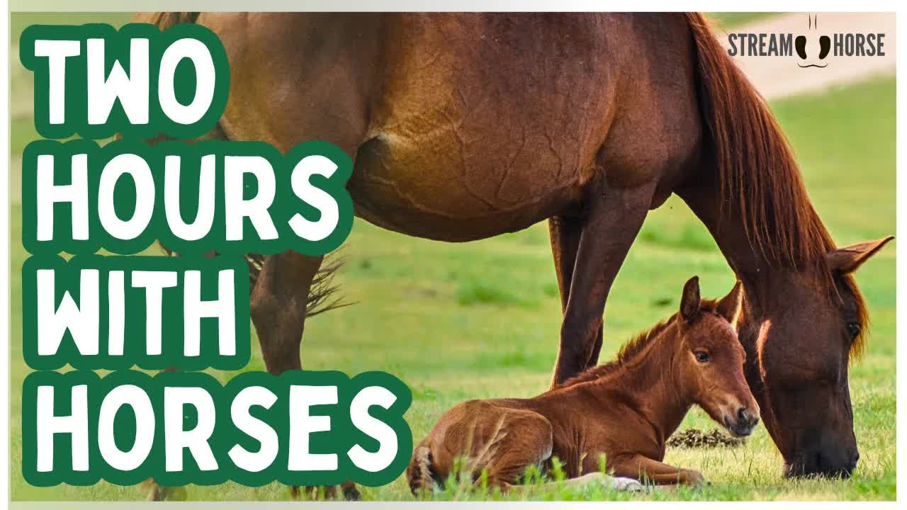 2 Hours of Horses in Nature for Focus & Calm 🐎😊 Relaxing Background Video