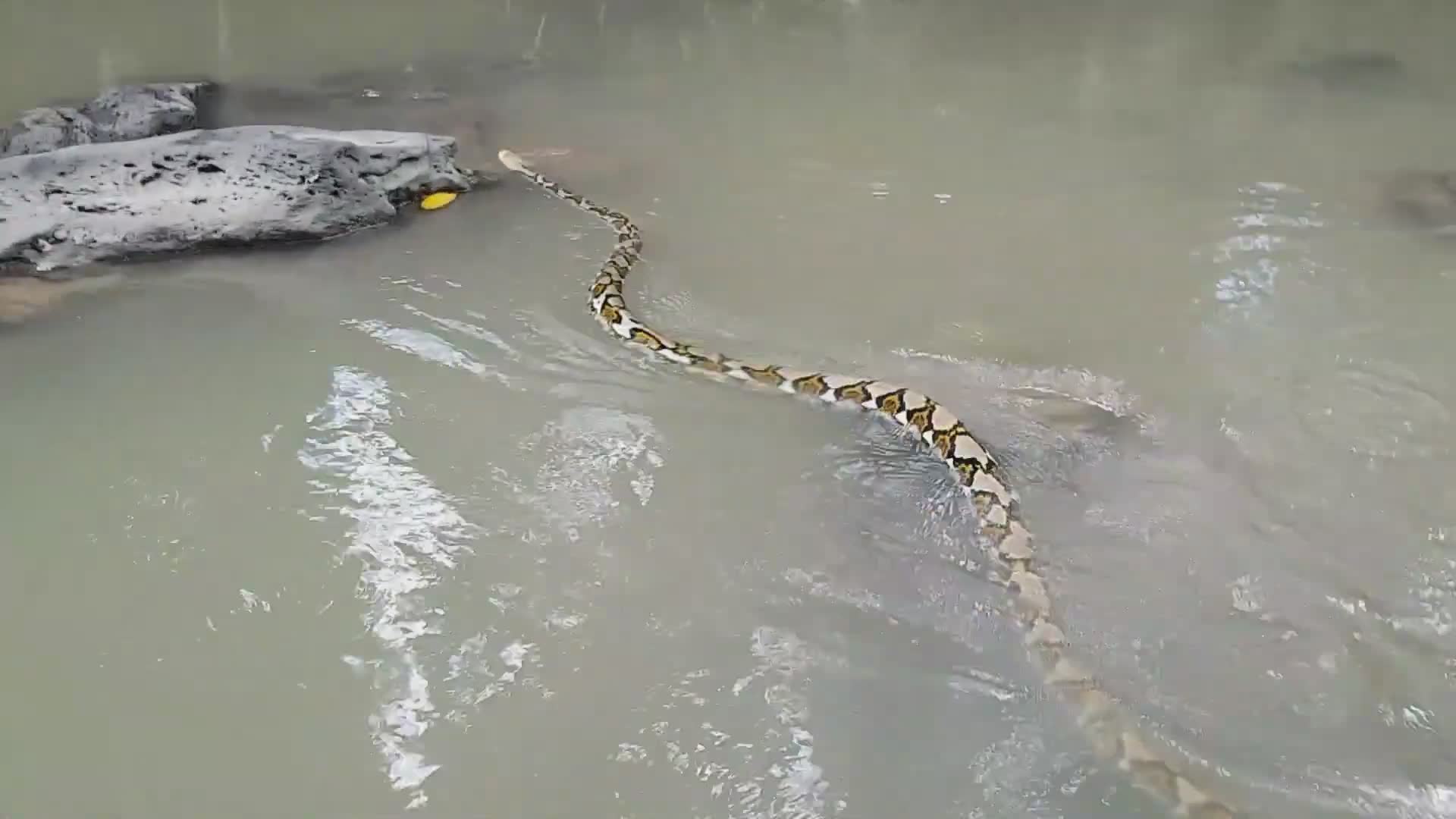Working with impressive water python species