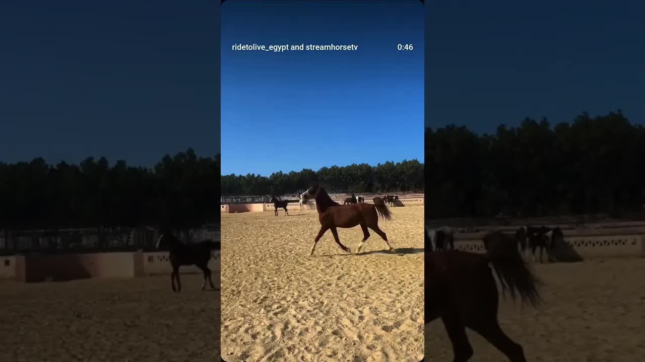 Daily playtime, freedom and hours of energy well spent 🔥🐎📍 Hurghada with Ride to Live Stables