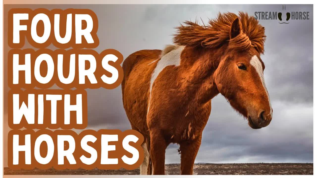 4 Hours of Equine Therapy 🐴🧠 Calm Your Mind, Reset Emotions & Find Balance