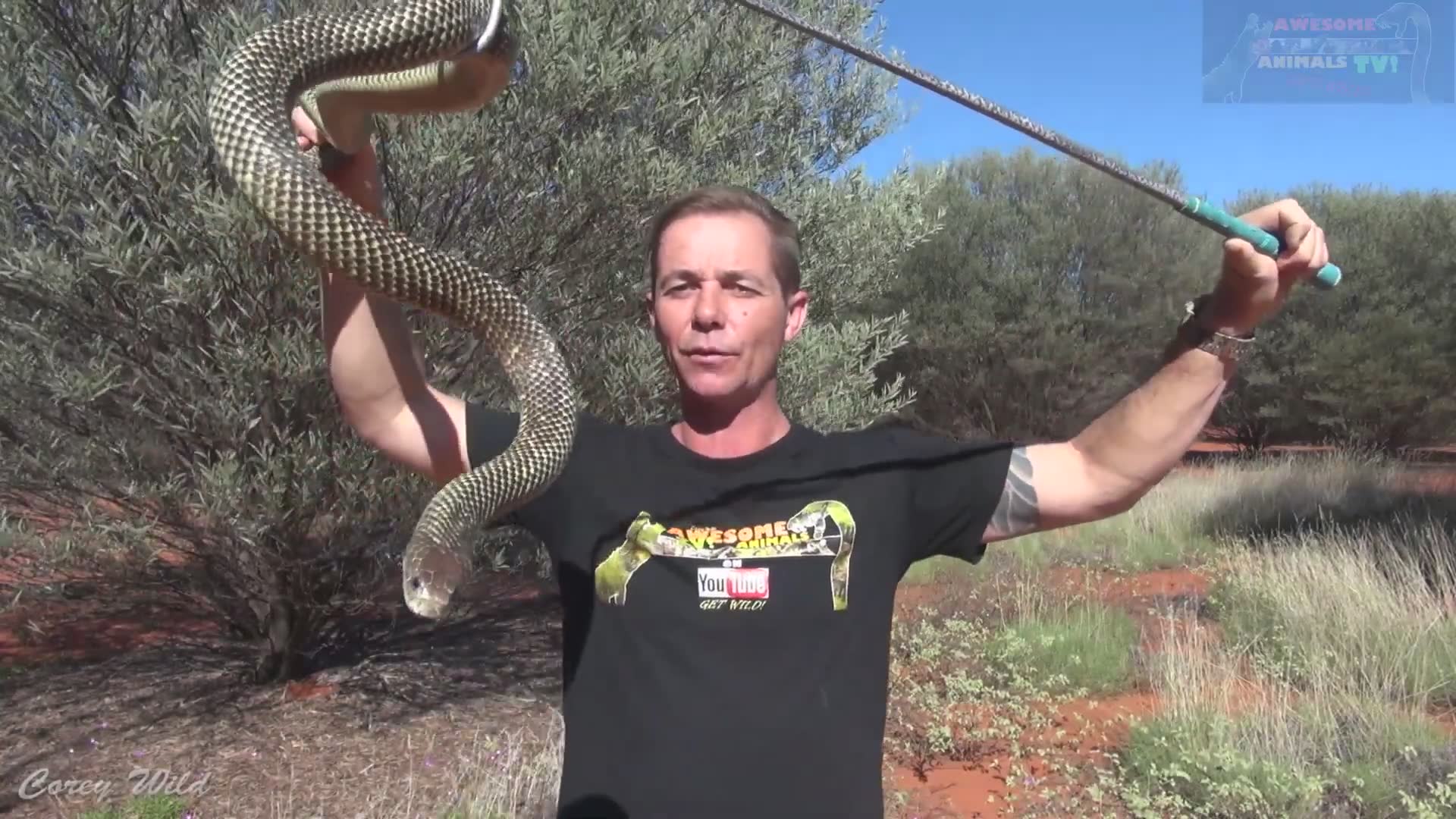 Handler working with deadly king brown