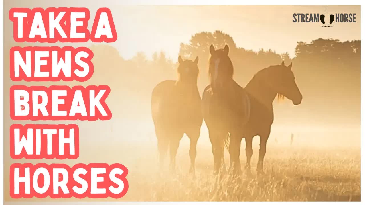 Hey! Your Soul Needs This! 🐎✨ 10 Minutes to Cleanse Yourself from the News & Politics
