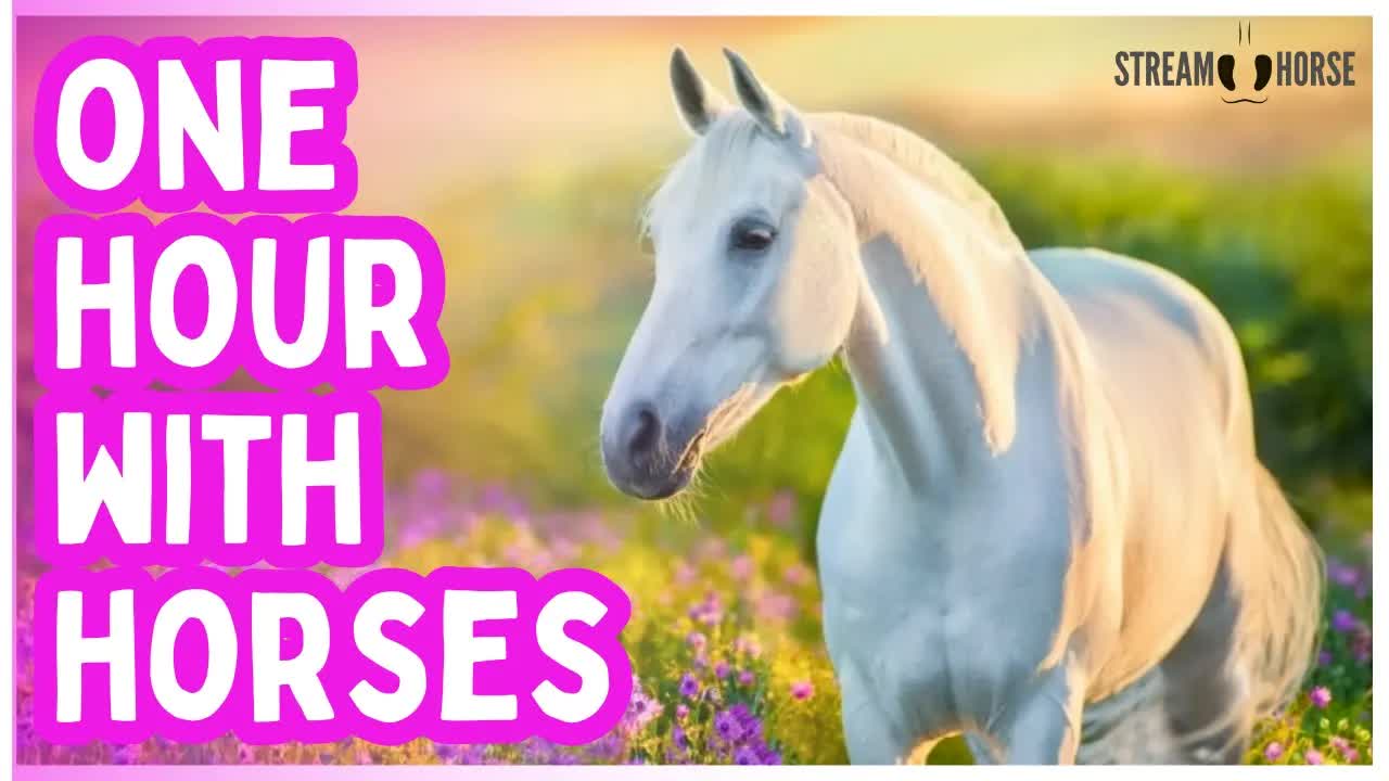 Relief from Work Stress, Bills, News & Everyday Pressure 🐎🌍 60 Minutes with Horses Around the World