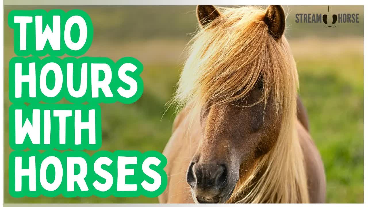 2 Hours of Horses to Relax & Unplug 🐎😌 A Calm Escape from the News and Stress