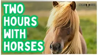 2 Hours of Horses to Relax & Unplug 🐎😌 A Calm Escape from the News and Stress