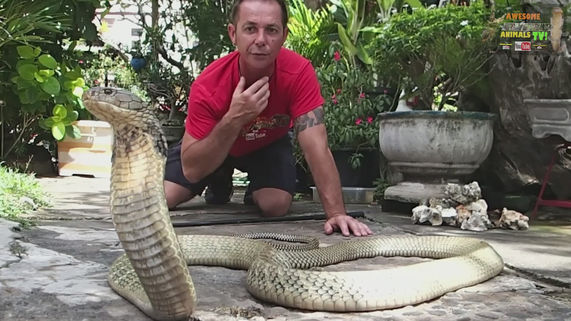 Venom extraction from large king cobra