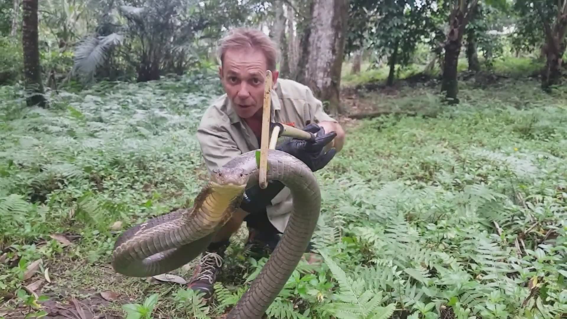 King cobra displays aggressive behavior