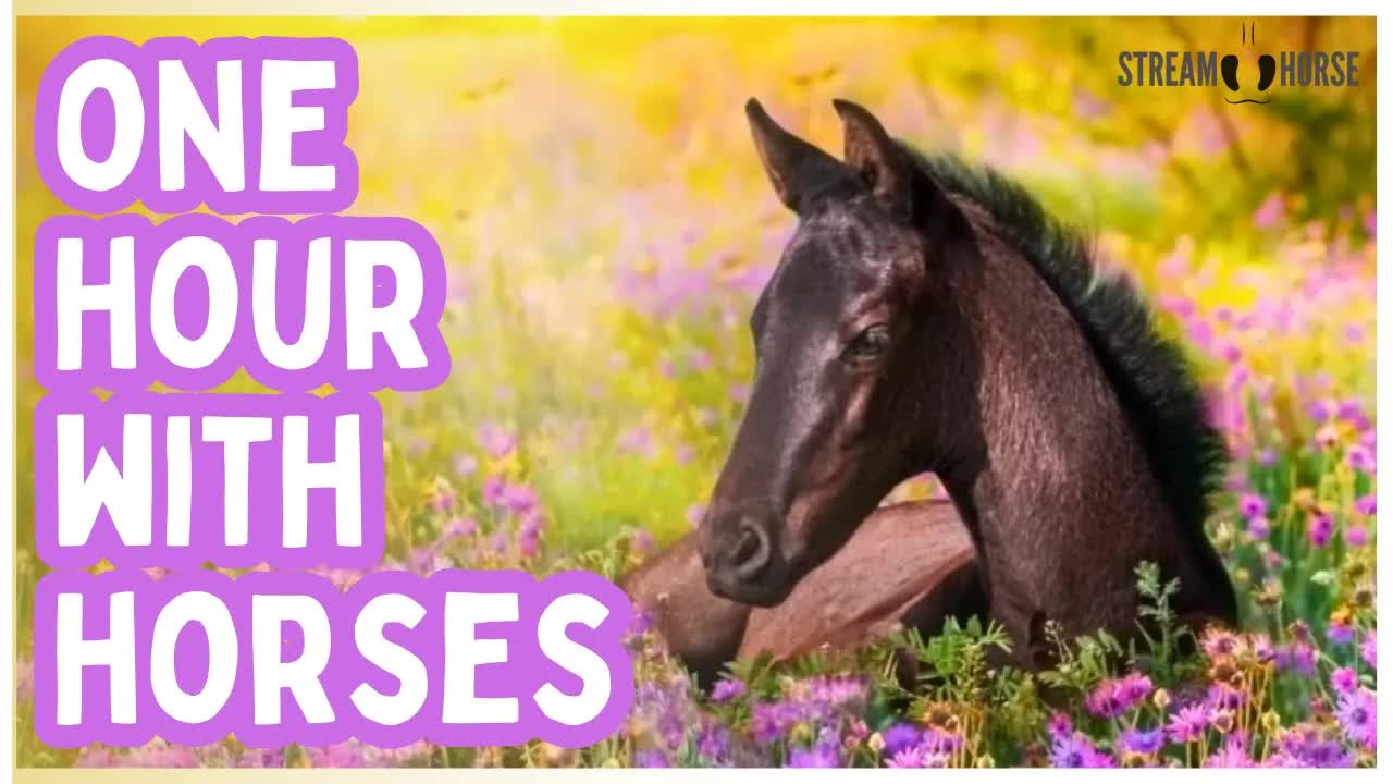 Watch This & Be HAPPY 🐎😁 1 Hour of Horses in Nature Around the World