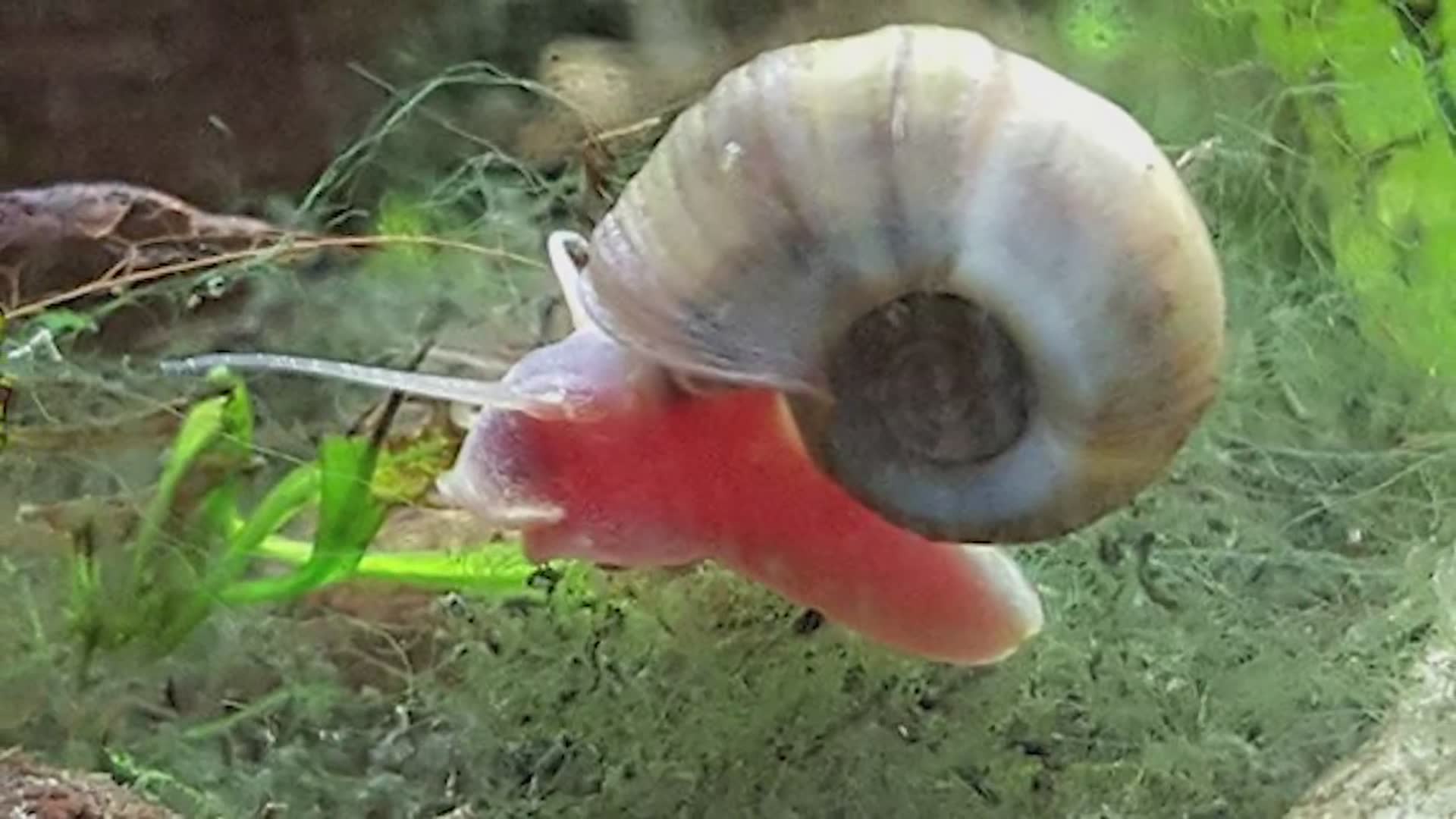 Animals that could easily kill you