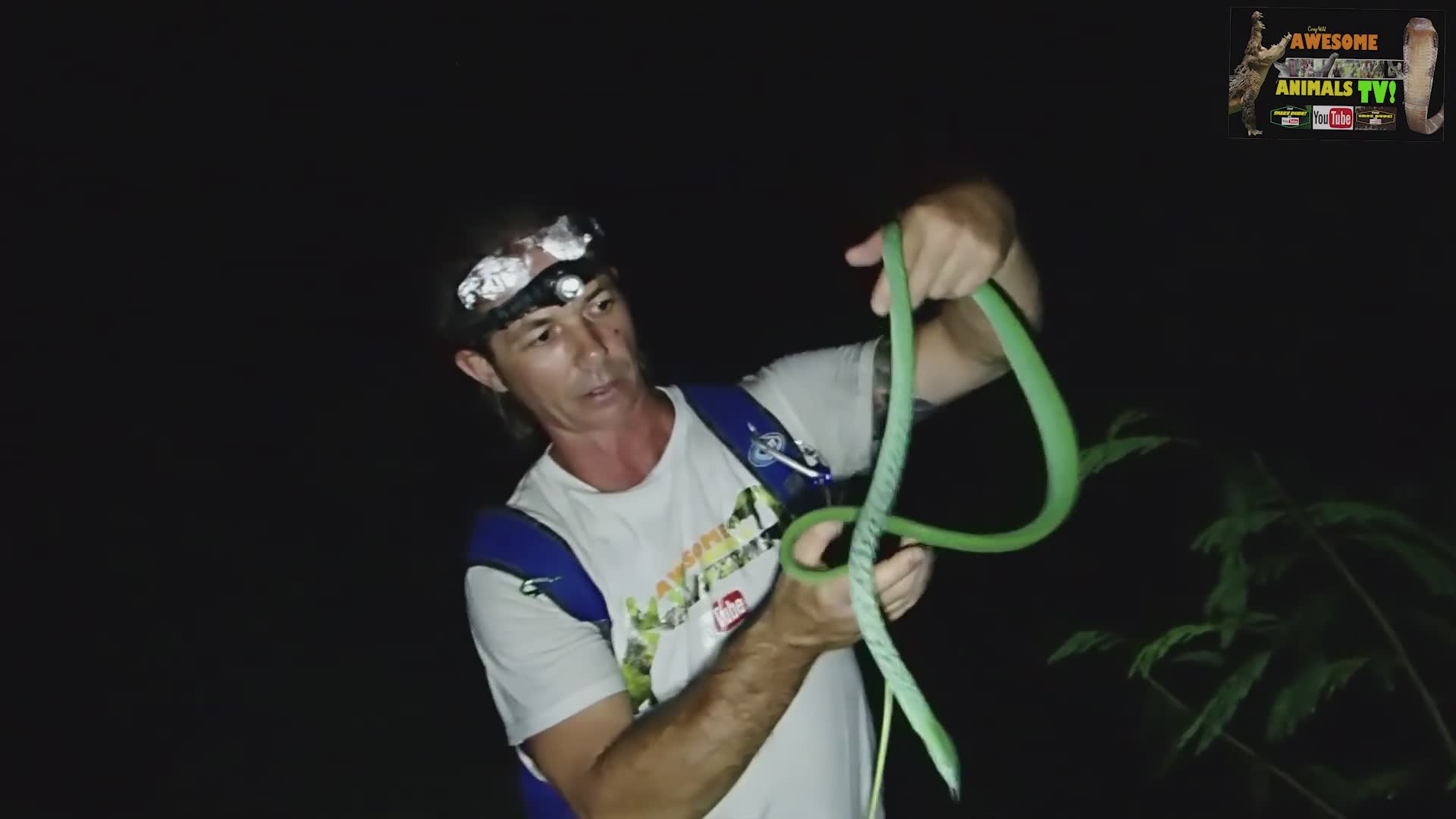 Exploring diverse Asian snake species