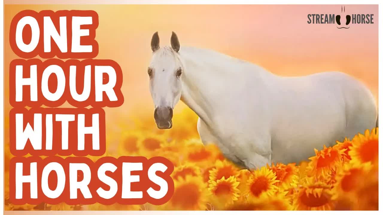 Watch Now & Feel PEACE 🐴☮️🌎 1 Hour of Horses All Kinds Around the World