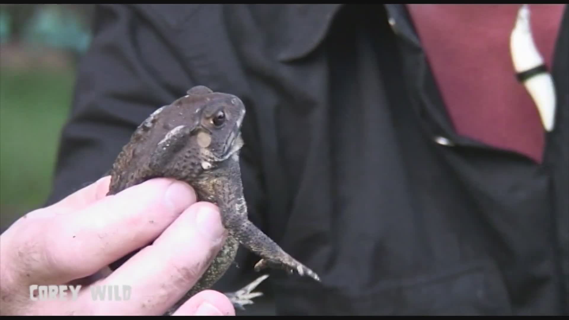 Cobra attempts prey on toxic toad