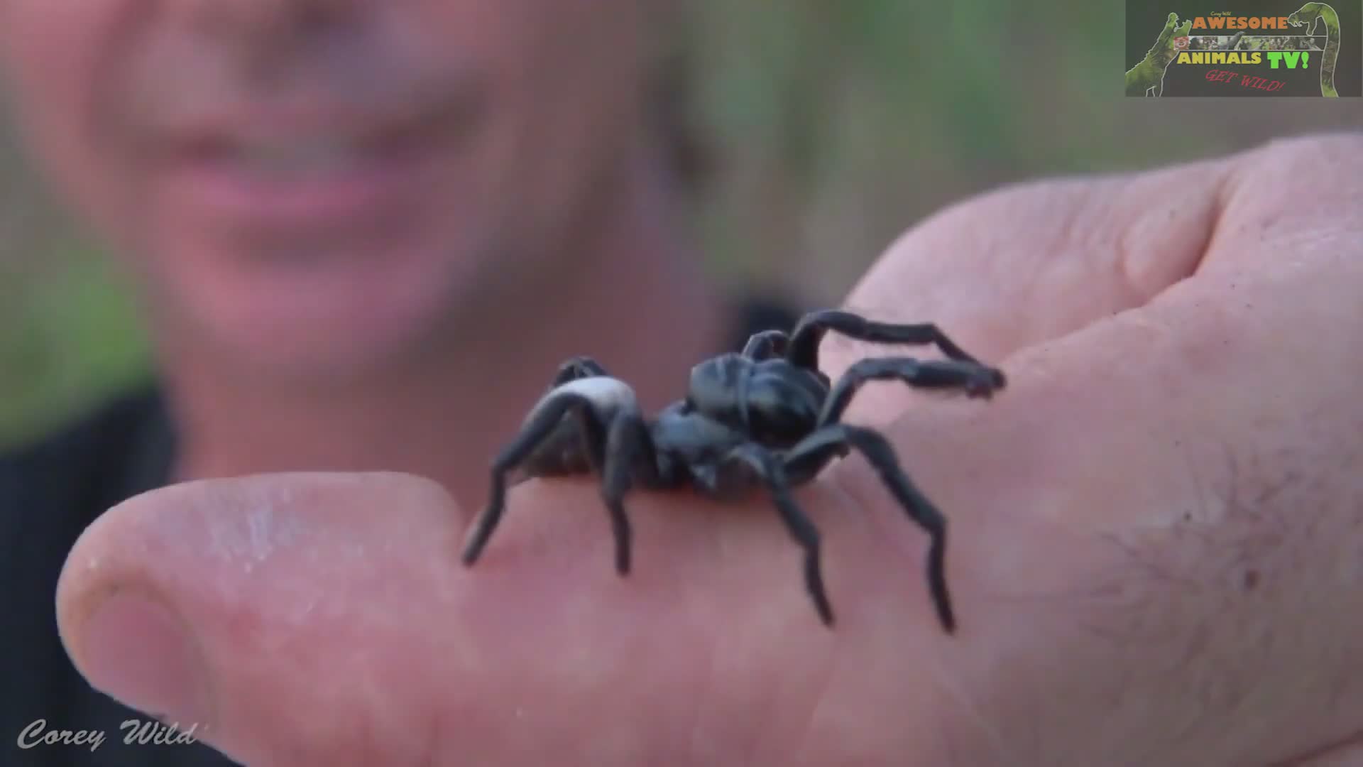 Comparing funnel web mouse spider venom