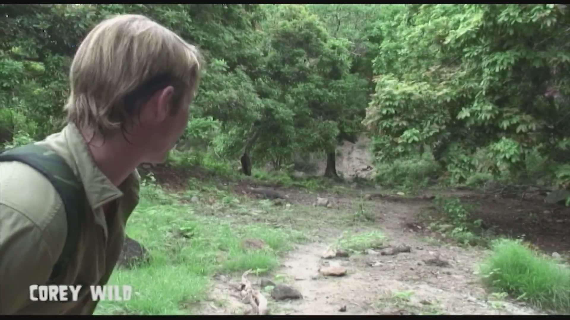 World's largest lizard threatening local population