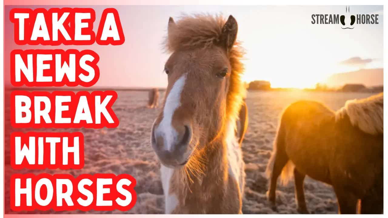 STOP SCROLLING 🚨🐎 Enjoy 10 Minutes of Horses to Escape News & Politics