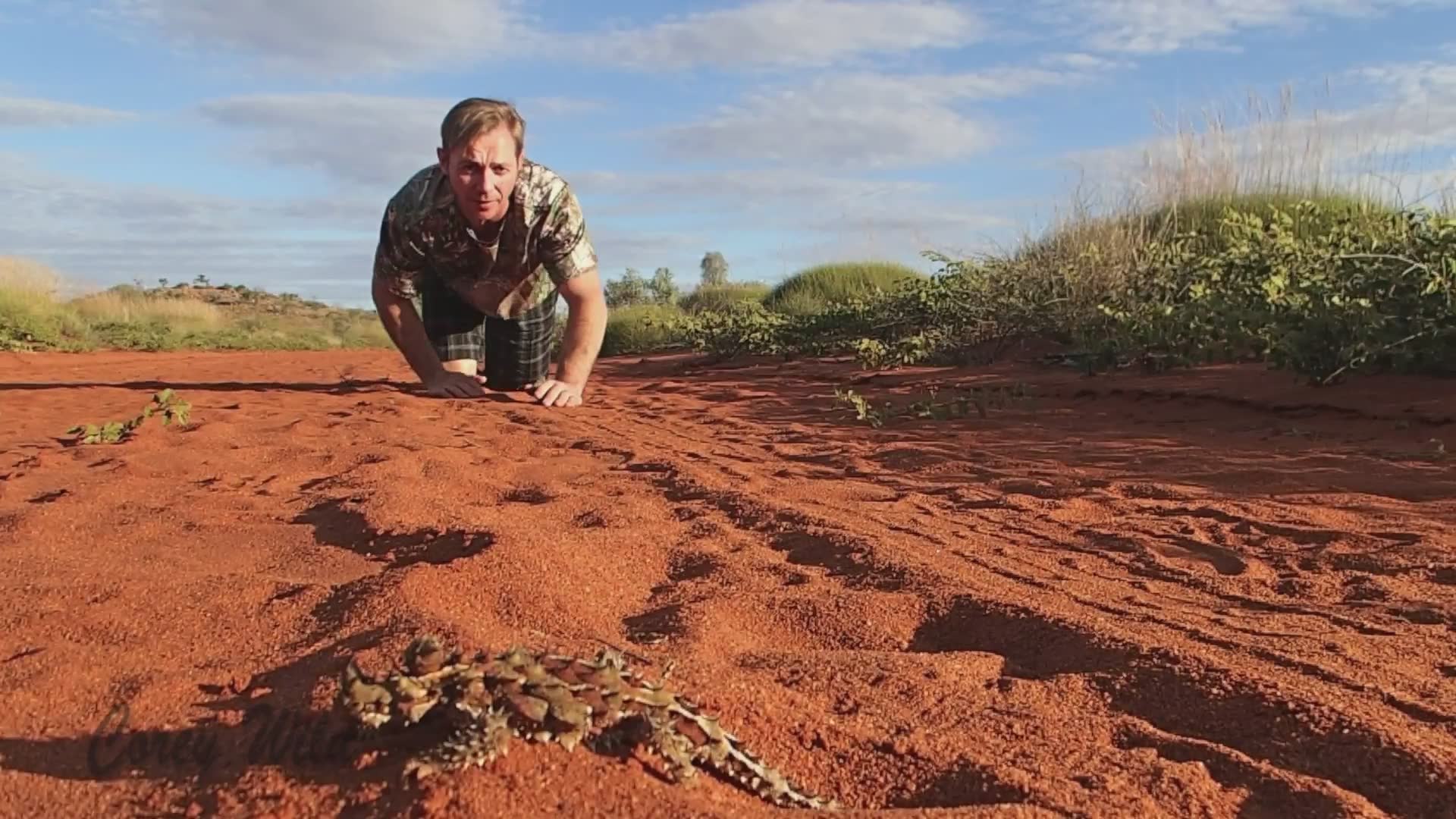 Desert-dwelling lizard dinosaur resemblance
