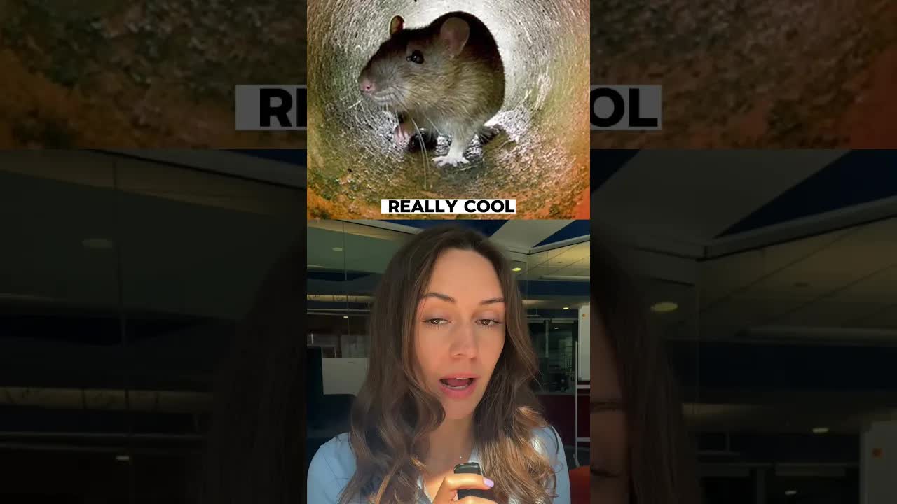 Todays News | Are We Going to ban TikTok?! + Rats are High + Trumps Case Dismissed