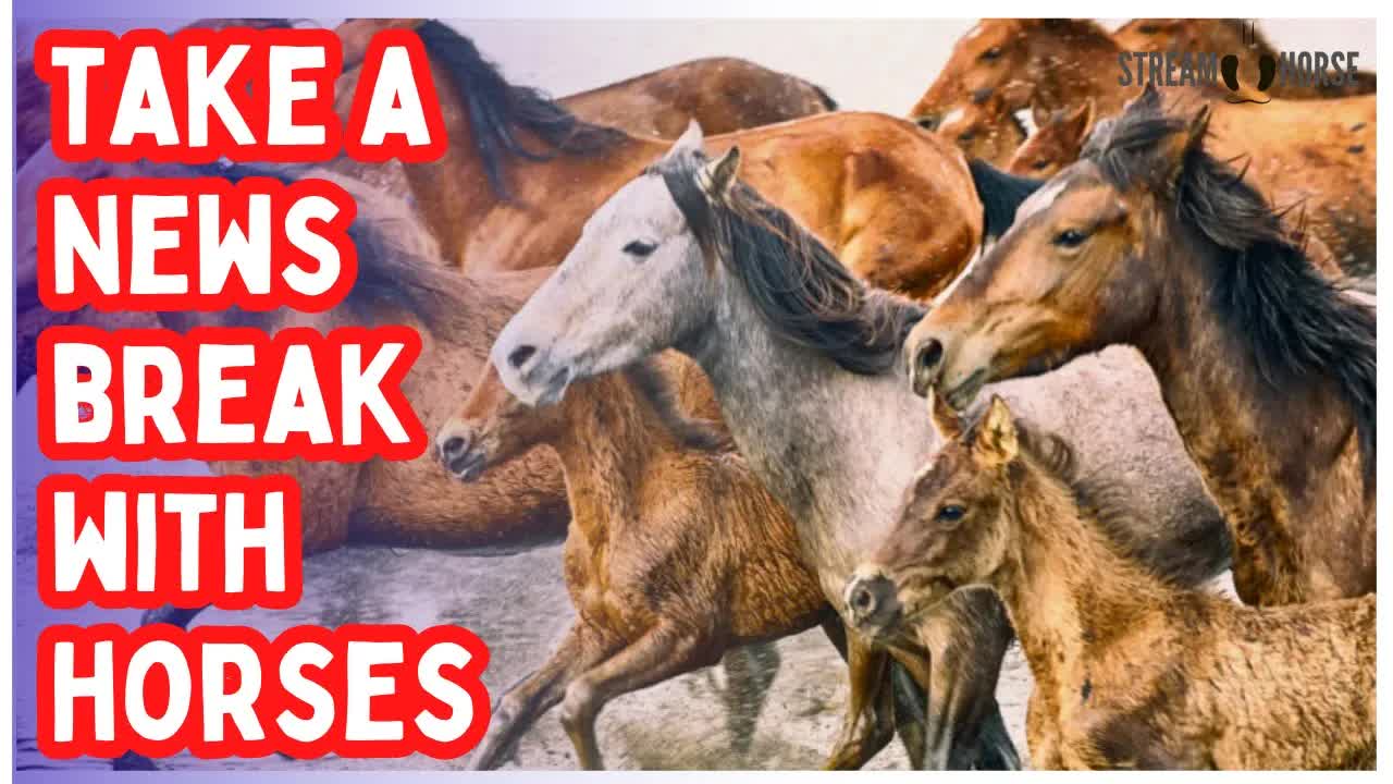 ⚠️ Before You Watch Another News Video - Take 10 Minutes of Horses & Nature 🌿🐎👀