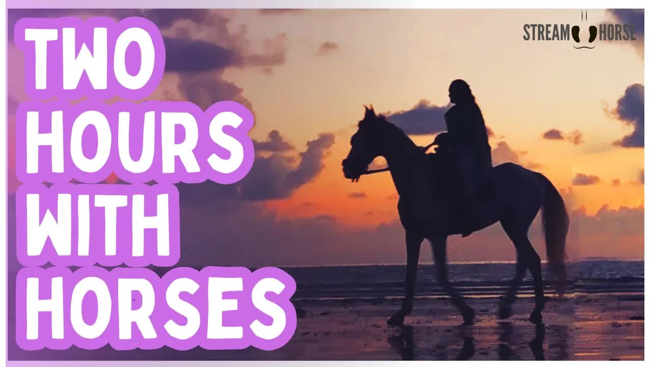 2 Hours of Horses in Dream Destinations 🐴🌎 Relax, Explore & Get Inspired