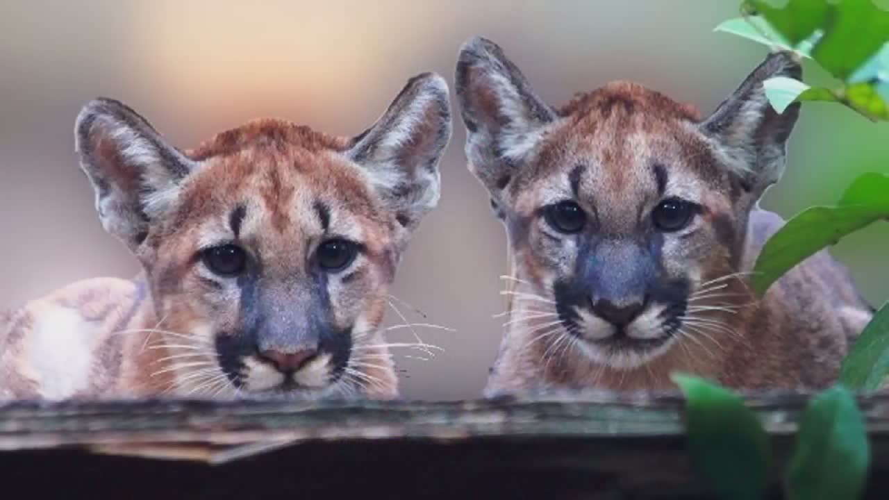 Amazing animals that came back from extinction
