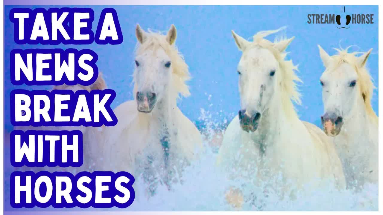 ENOUGH NEWS FOR TODAY 🛑🐎 10 Quiet Minutes with Horses in Nature