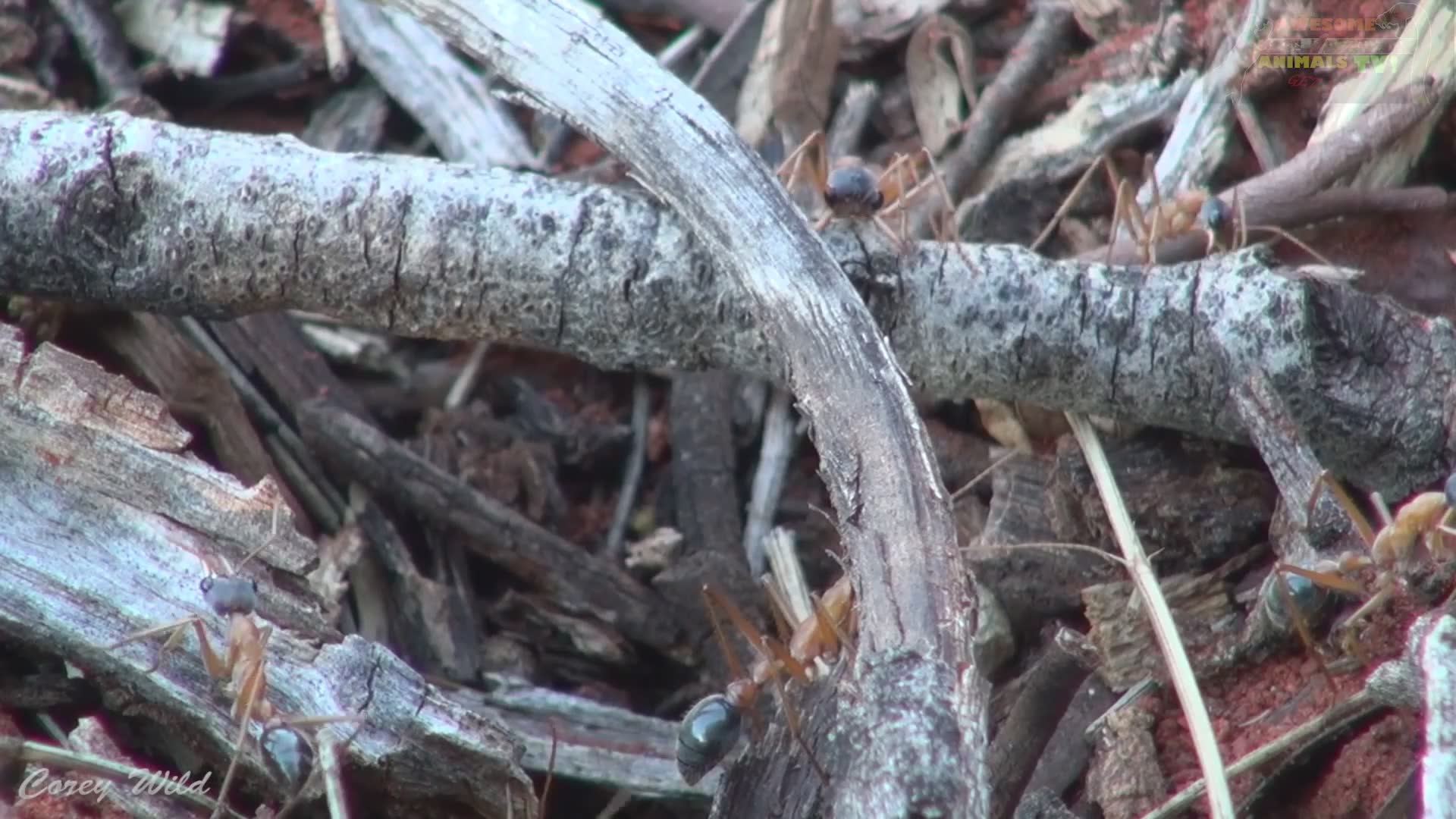 Understanding Australia's most painful ant stings and proper emergency treatment