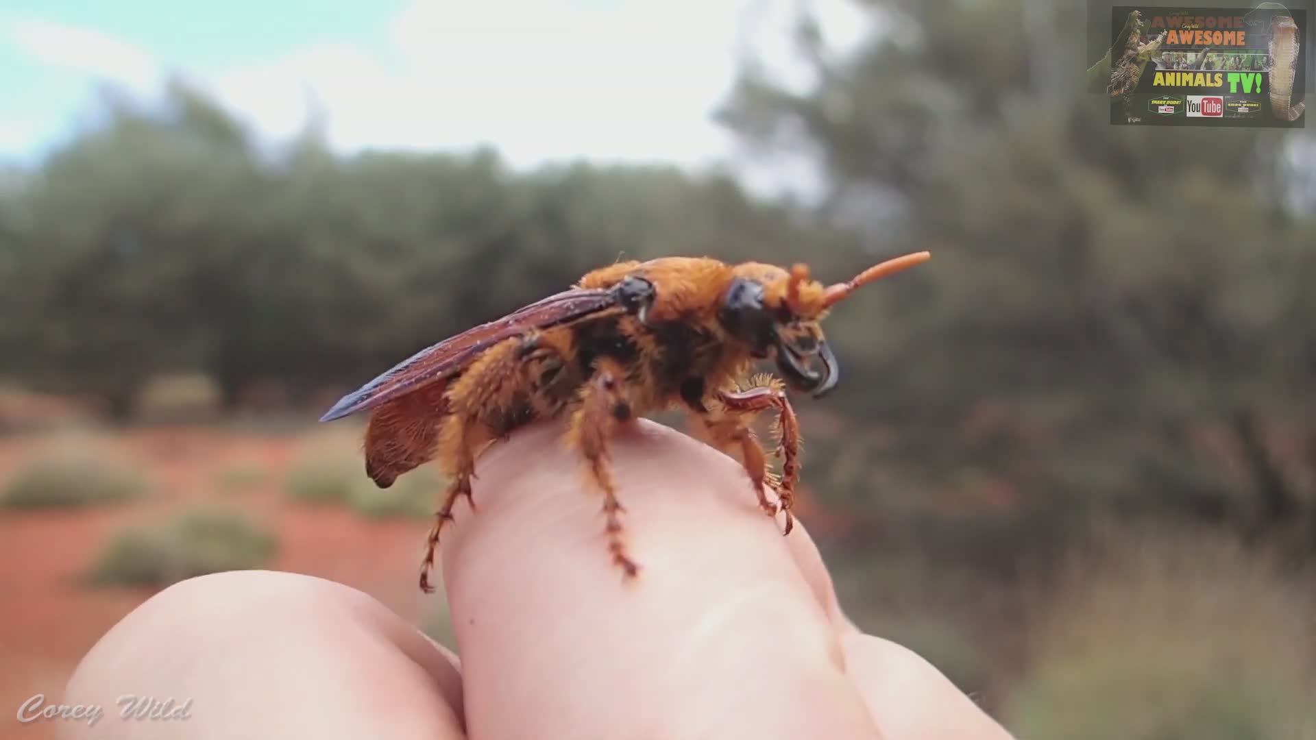 Giant hornet invasions and medical response for dangerous stings in North America