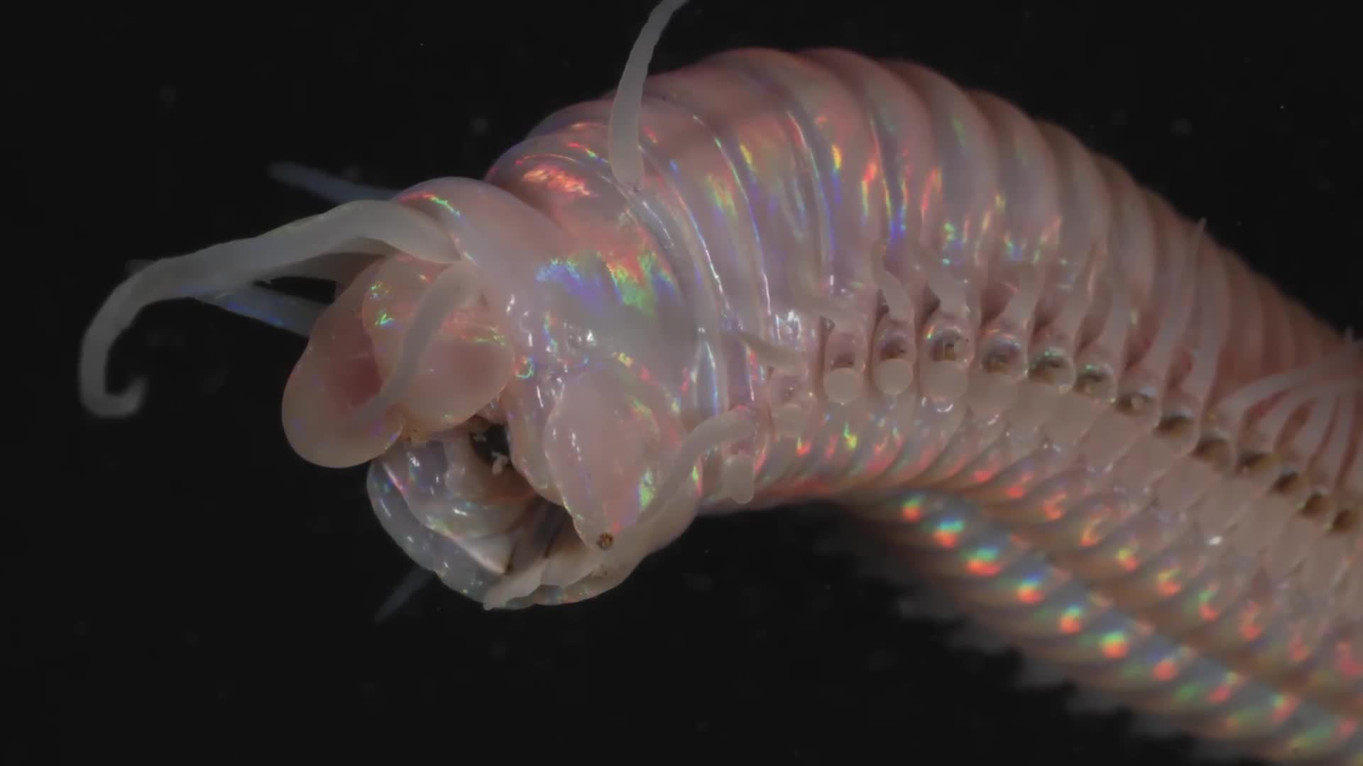 Shocking evolutionary traits of creatures living in ocean's darkest depths
