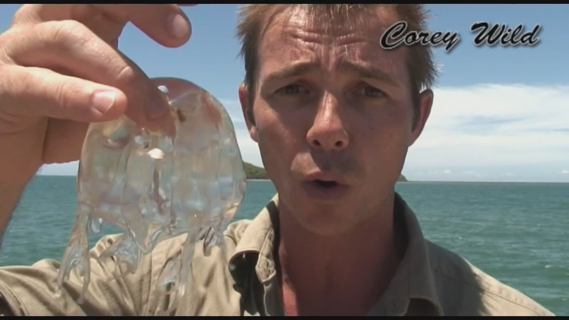 Understanding the deadly box jellyfish threat during Australian stinger season