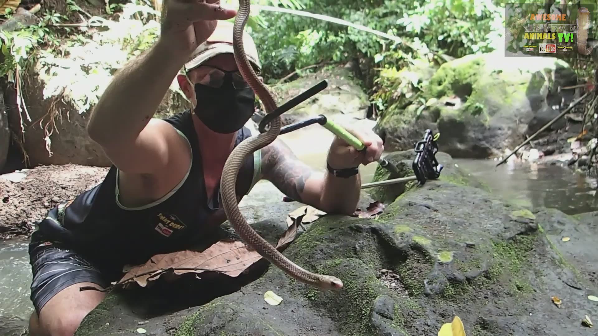 Safely relocating cobra snakes while documenting the rescue with mobile photography