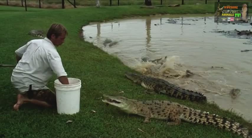 Australian crocodile expert handling massive saltwater crocodiles in the wild