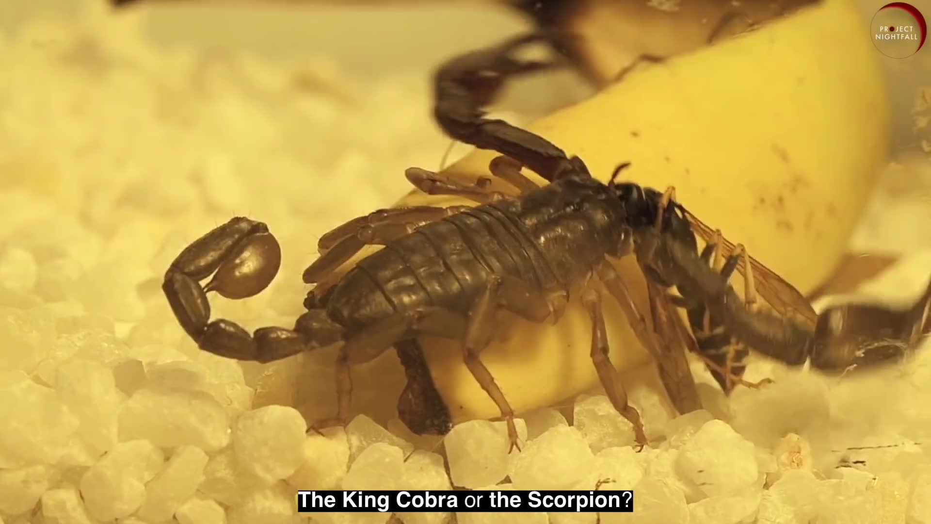 You can sell this animal's venom for $39 million per gallon