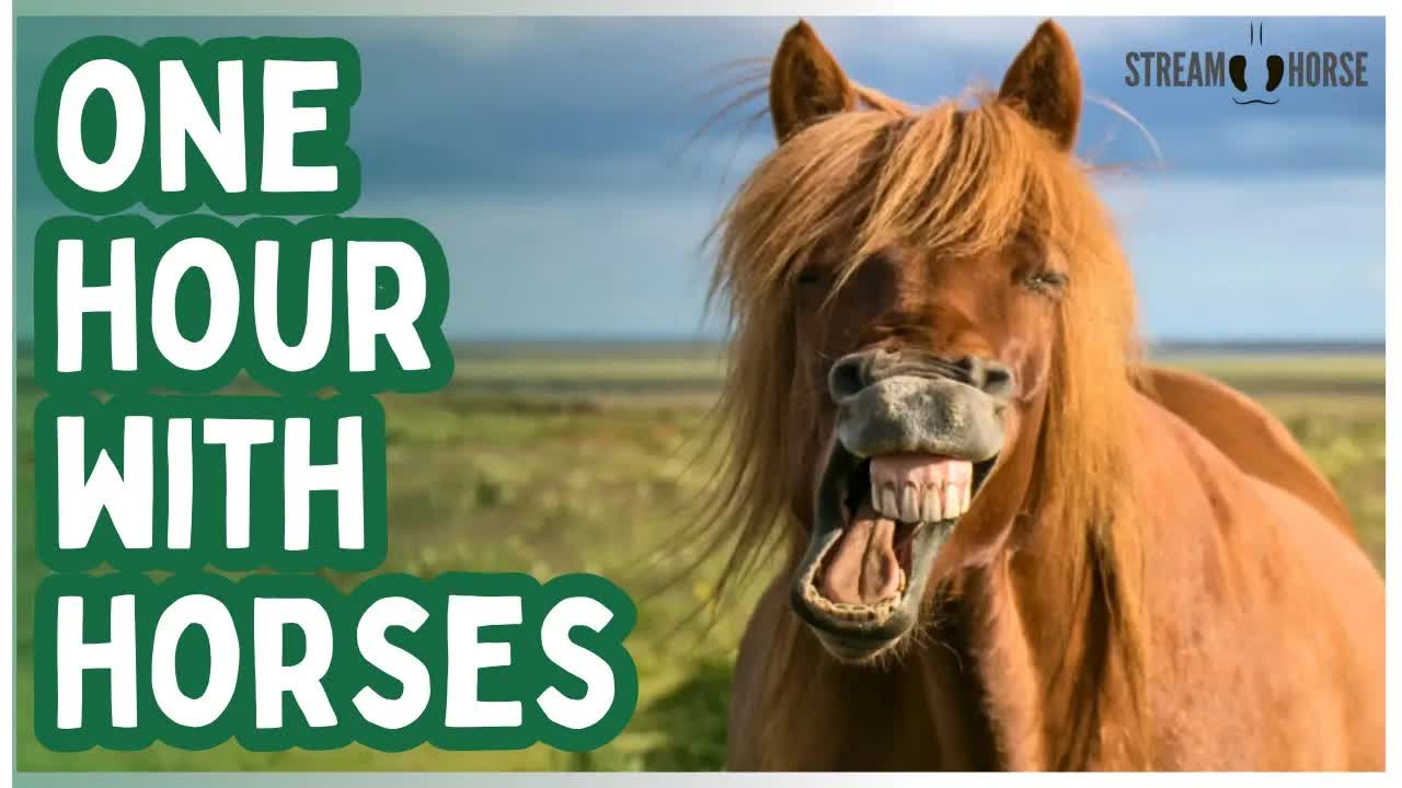 This Is Your Chill Hour 🐎🌍 Cute Horses & Beautiful Landscapes Worldwide