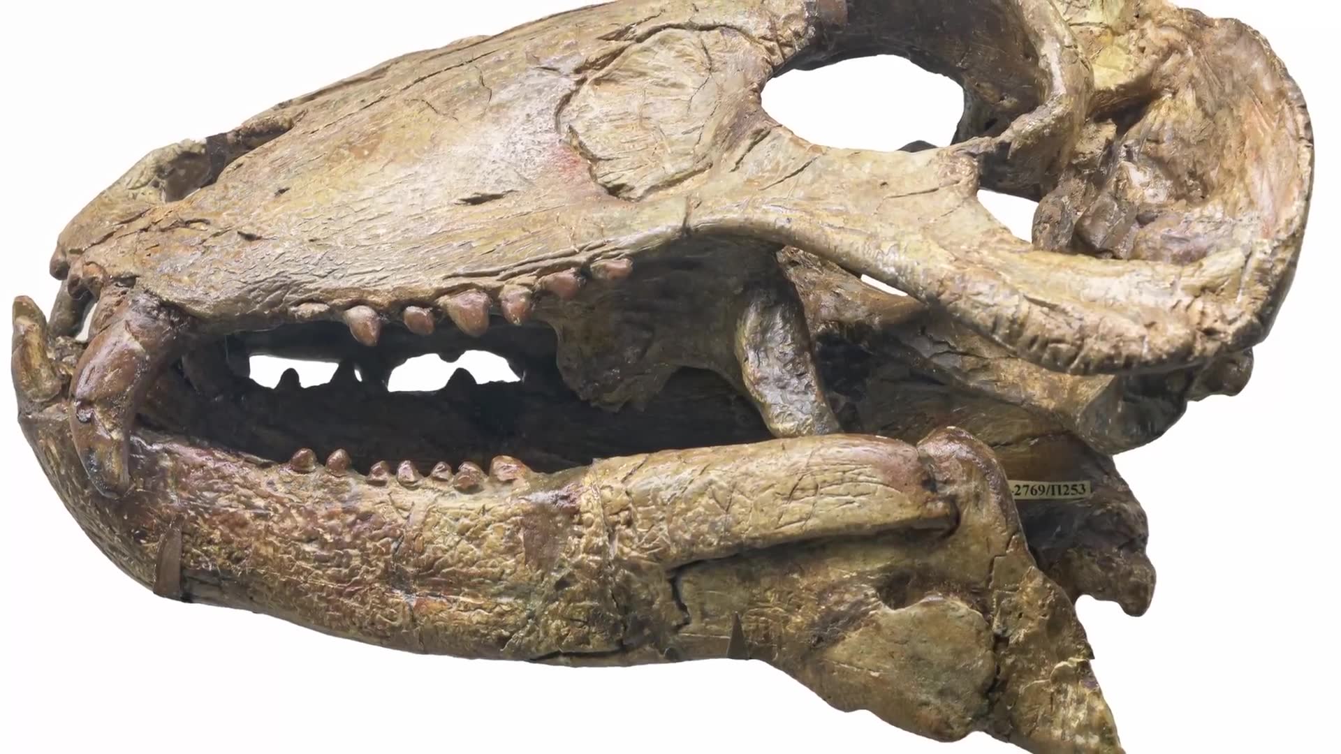 Natural selection working in ways Darwin never imagined
