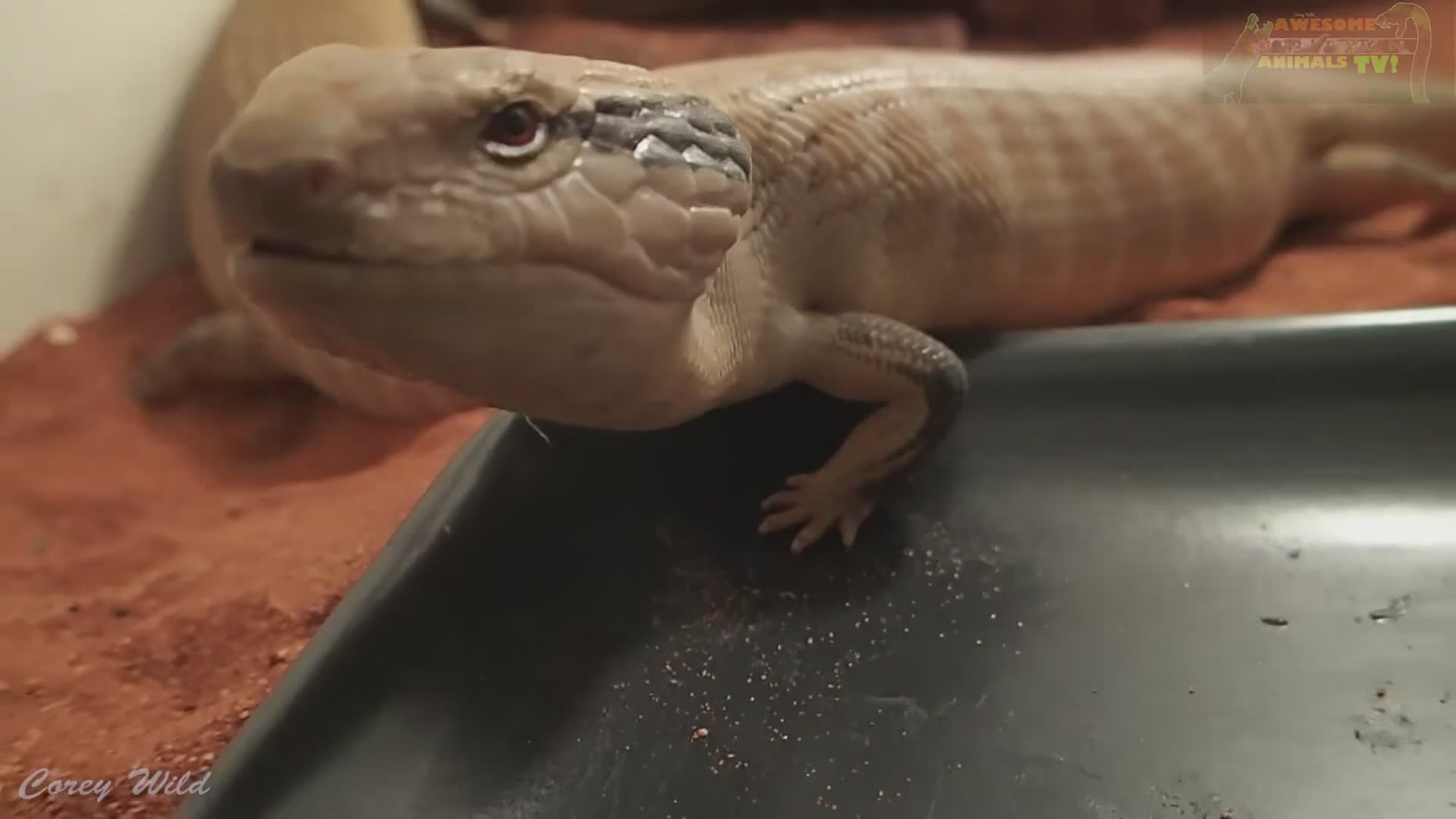 Caring for popular Australian lizard species and understanding their dietary needs