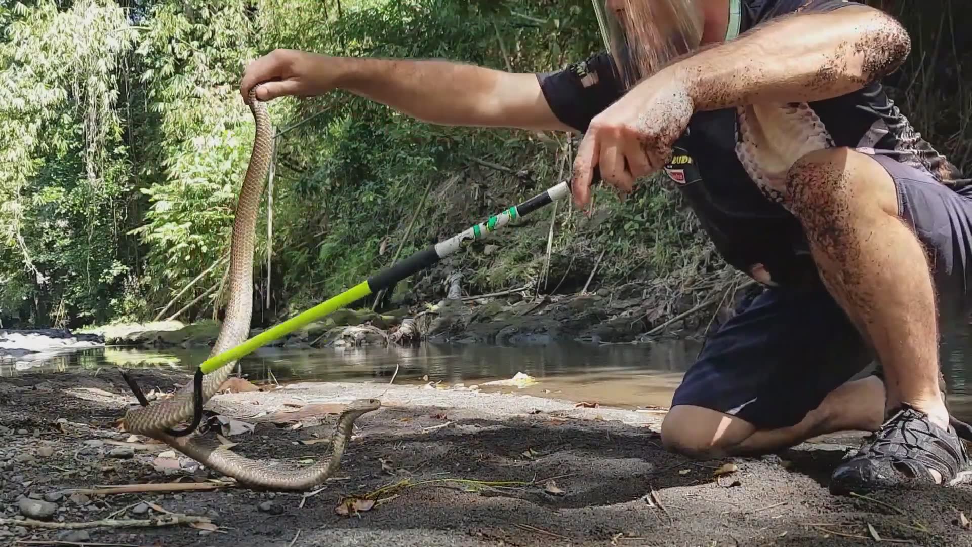 Ranking the world's most dangerous snakes featuring defensive spitting cobras