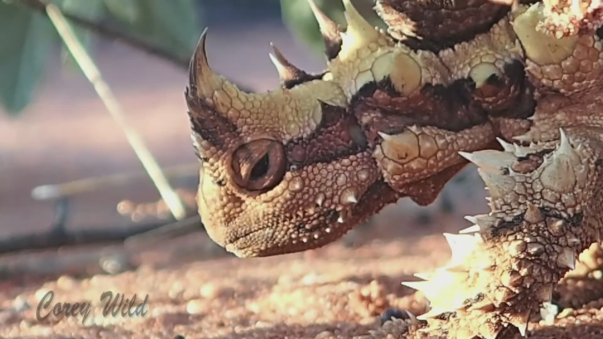 Australia's bizarre thorny devil lizard with incredible water-gathering adaptations